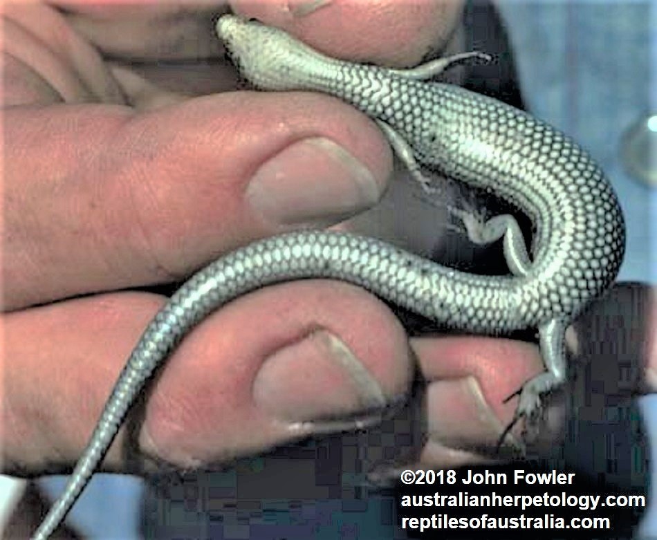 RED-THROATED SKINK Acritoscincus platynotum