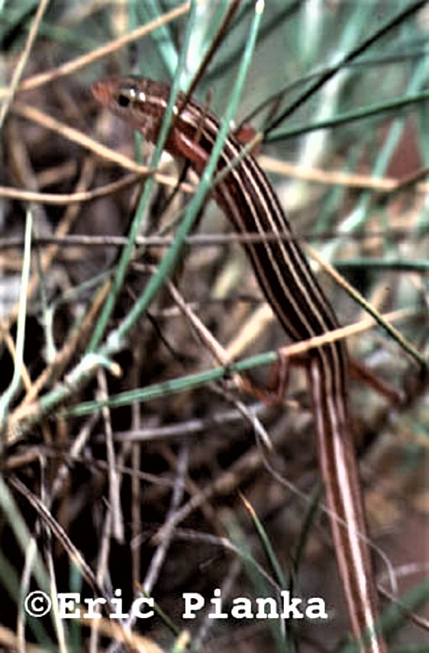 Coarse Sands Ctenotus (Ctenotus piankai) 