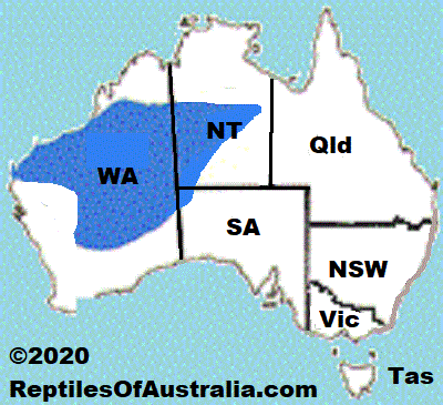 Approximate distribution of the Grand Ctenotus (Ctenotus grandis) map