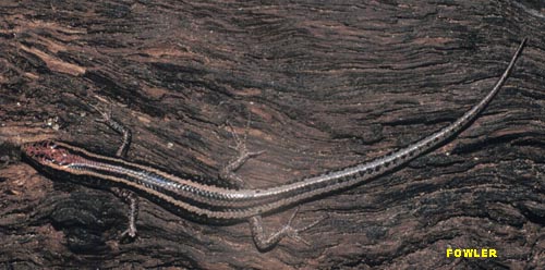 cvirgatus.jpg 