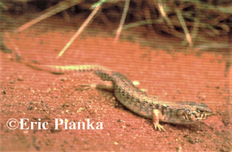 Desert Skink (Liopholis inornata)