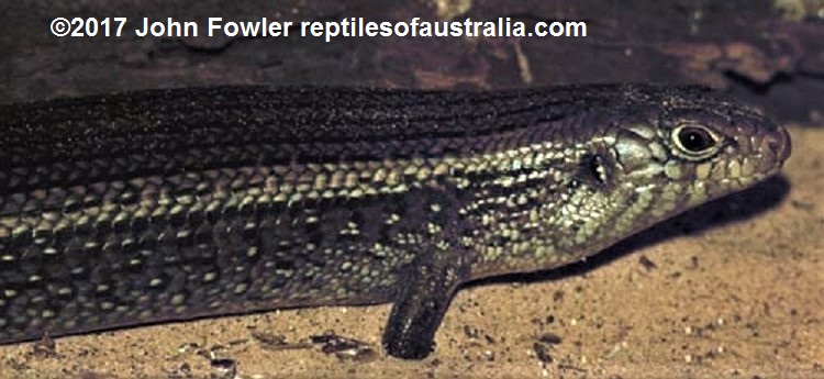  Snake Lizard other reptile or related image being displayed at the Reptilesof Australia website. Copyright laws may cover the use of this picture.