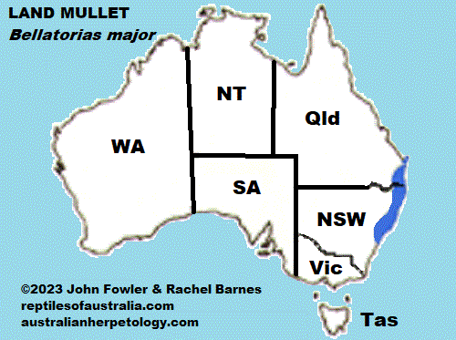 Approximate distribution of the Land Mullet Bellatorias major