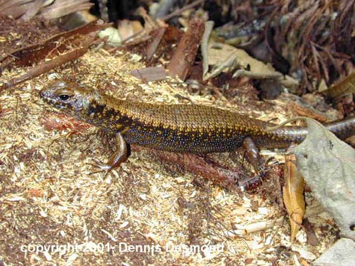 BLUE SPECKLED FOREST SKINK or MURRAY'S SKINK Karma (Silvascincus or Eulamprus) murrayi