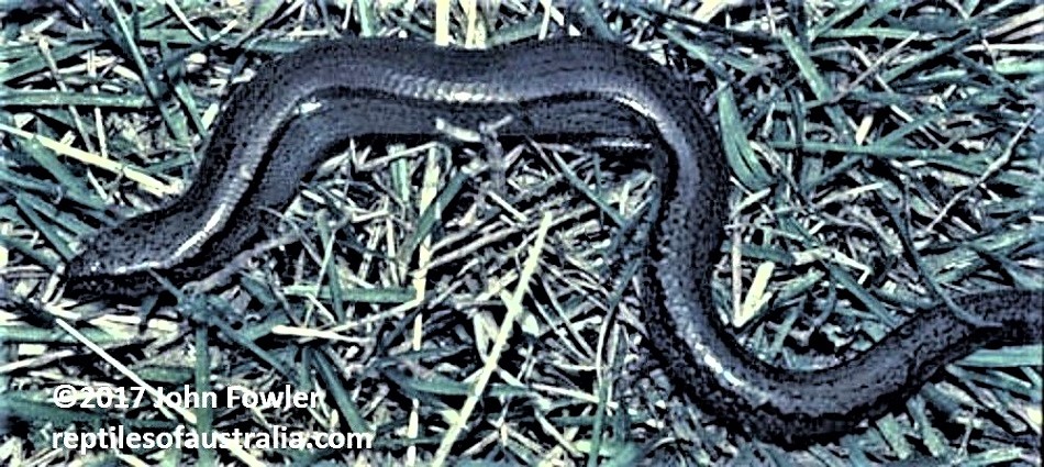 Three Toed Earless Skink Hemiergis decresiensis continentis