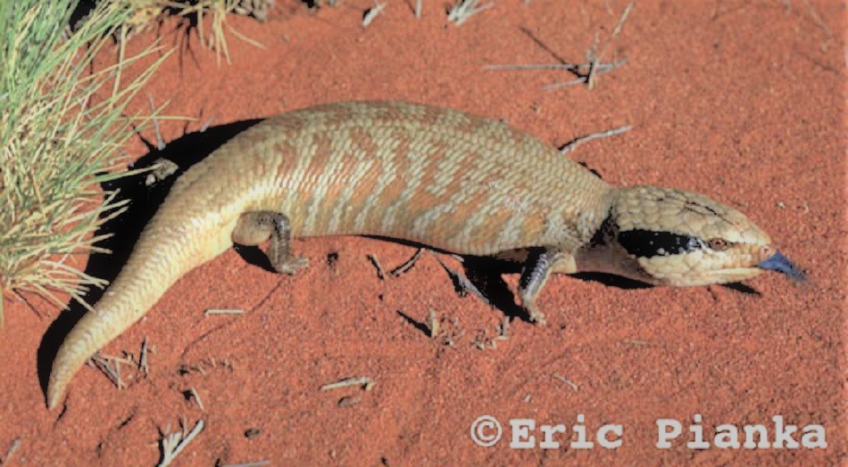 Centralian Blue-Tongued Lizard (Tiliqua multifasciata)