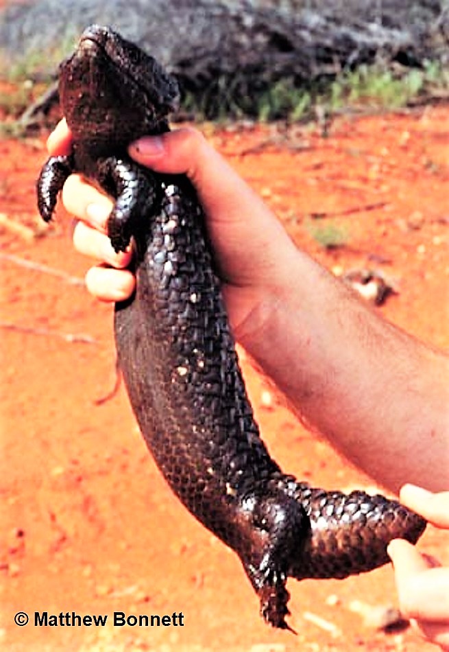 Tiliqua rugosa aspera SHINGLEBACK SKINK Sleepy Lizard stump tailed skink