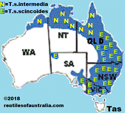 MAP  Tiliqua scincoides intermedia Reptiles of Australia