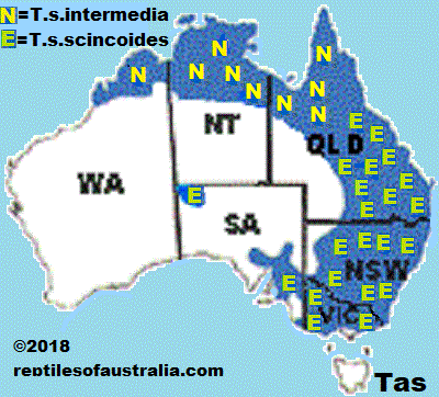 MAP Tiliqua scincoides intermedia Reptiles of Australia