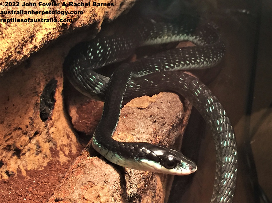 Common Tree Snake (Dendrelaphis punctulatus) at the Canberra Reptile Zoo