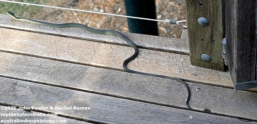 COMMON TREE SNAKE Dendrelaphis punctalata (or D. punctulatus)