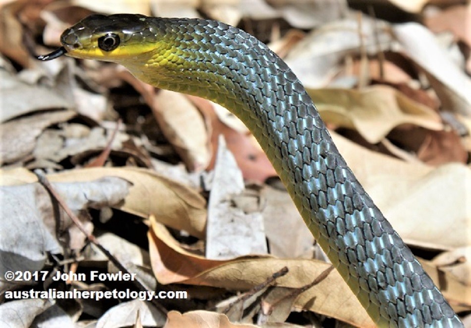 COMMON TREE SNAKE Dendrelaphis punctalata (or D. punctulatus)