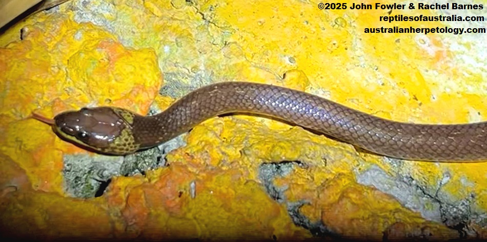 Common Wolf Snake (Lycodon capucinus) photographed in Penang, Malaysia