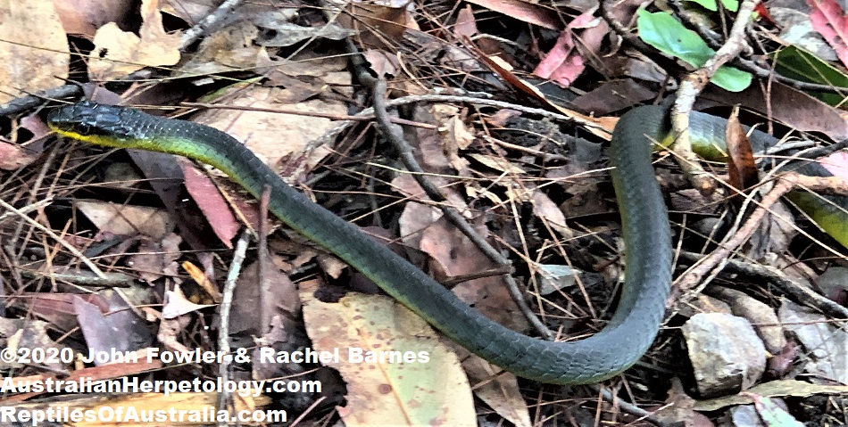 Green Tree Snake Dendrelaphis punctulatus