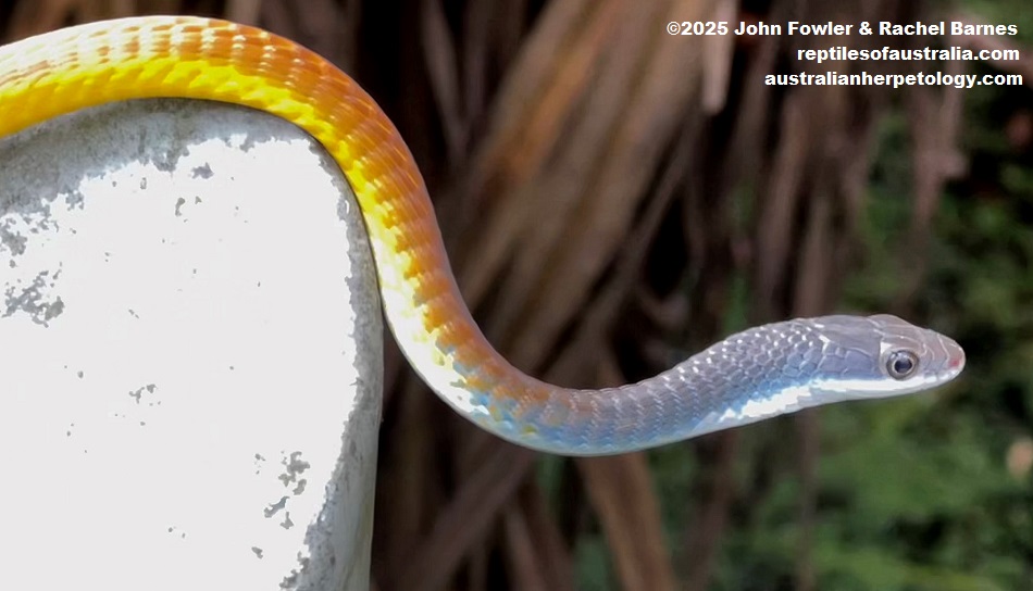 Subadult wild Golden Tree Snake (Dendrelaphis punctulatus) photographed at the billabong in the Territory Wildlife Park, NT