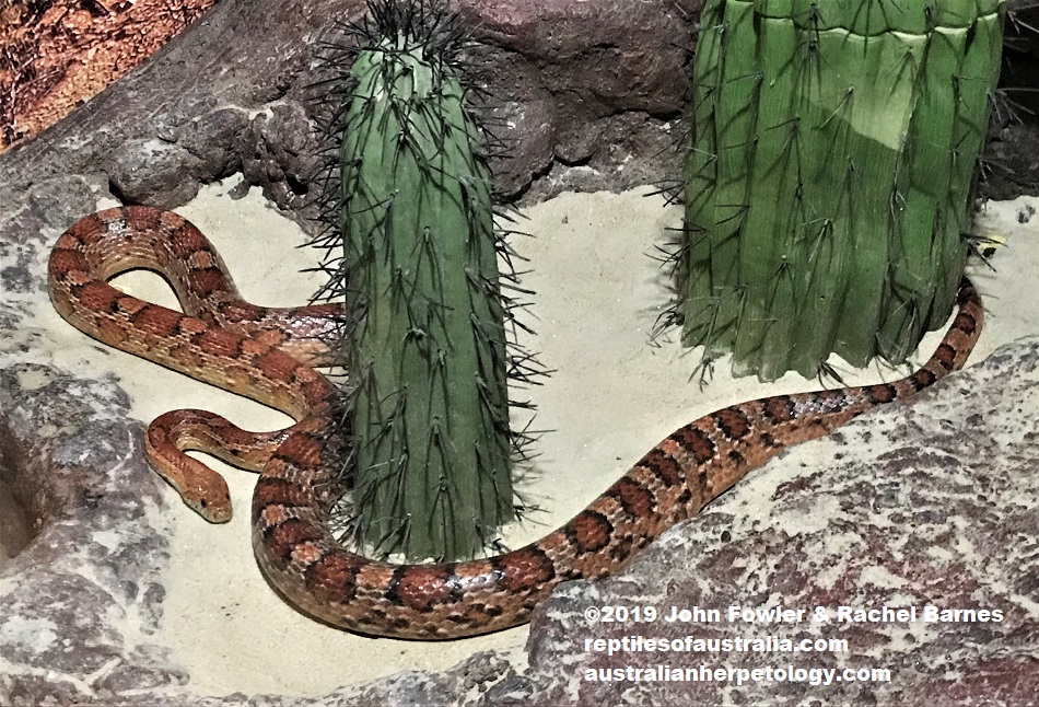 http://reptilesofaustralia.com/Reptiles_of_the_World/Colubrids of the World/Corn_Snake.html