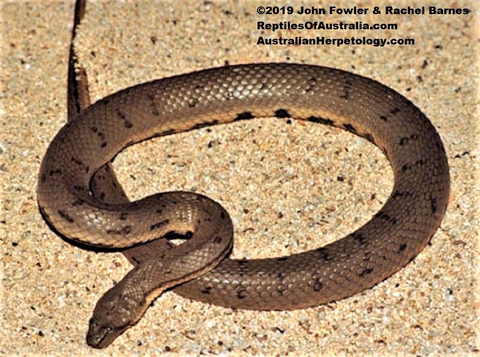 Homalopsidae Mud Snakes
