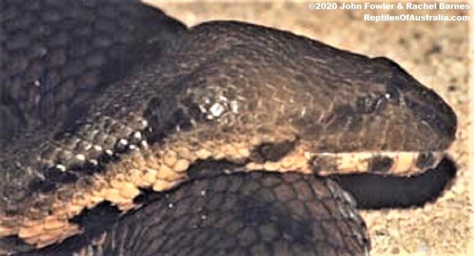 Australian Bockadam