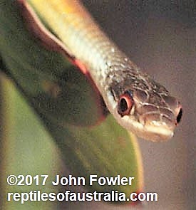 COMMON TREE SNAKE Dendrelaphis punctulata