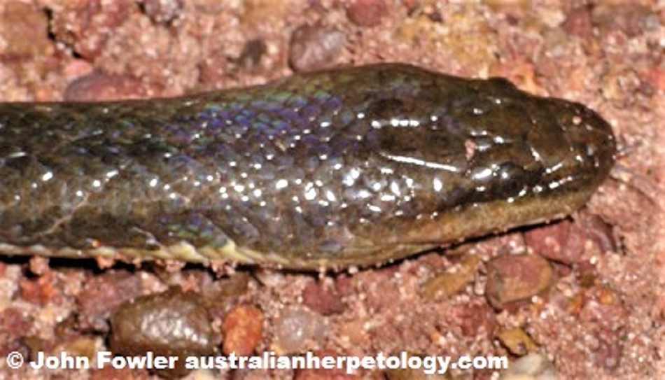 macleay's water snake Pseudoferania (was Enhydris) polylepis