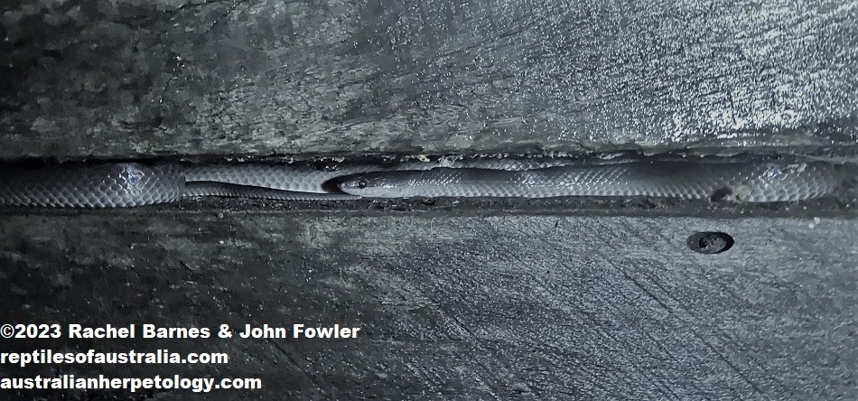 Australian Slaty-grey (Stegonotus australis) photographed at Redlynch, Qld.