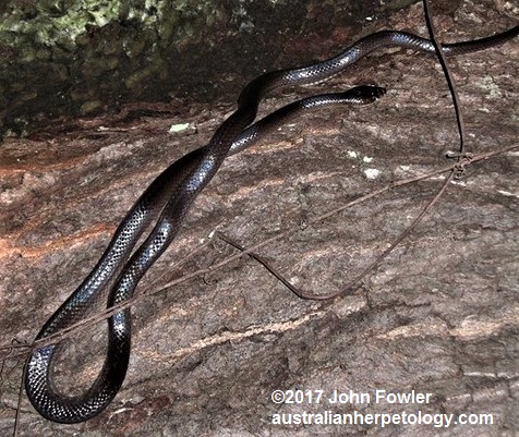 Stegonotus australis (was Stegonotus cucullatus)