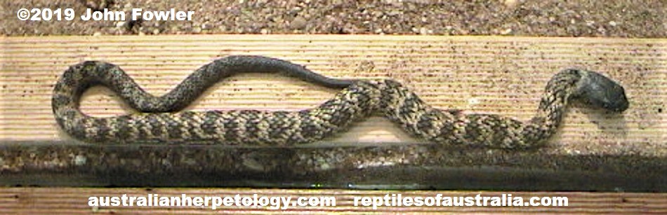 Tasmanian Tiger Snake Notechis scutatus humphreysi