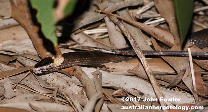 White-crowned Snake Cacophis harriettae