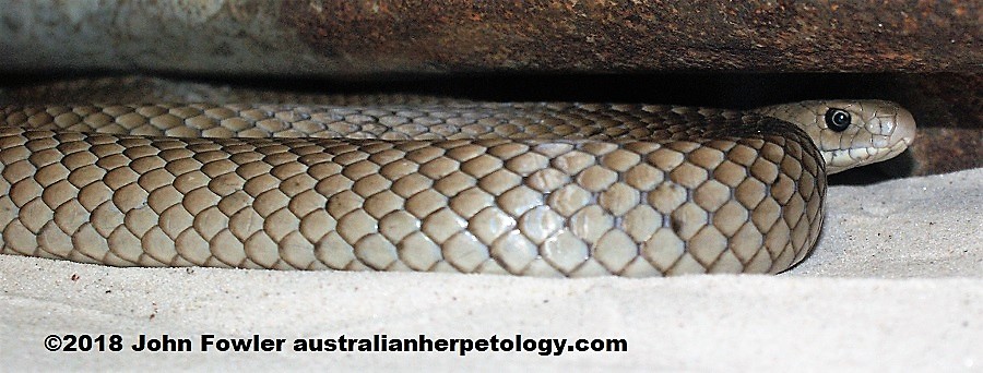 Eastern or  common brown snake - Pseudonaja textilis