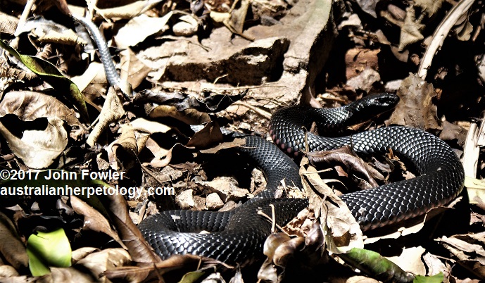 red-bellied black snake (Pseudechis porphyriacus