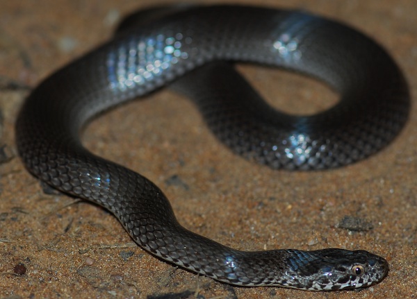 Ornamental Snake (Denisonia maculata) Stewart Macdonald (Smacdonald), CC BY 2.5, via Wikimedia Commons