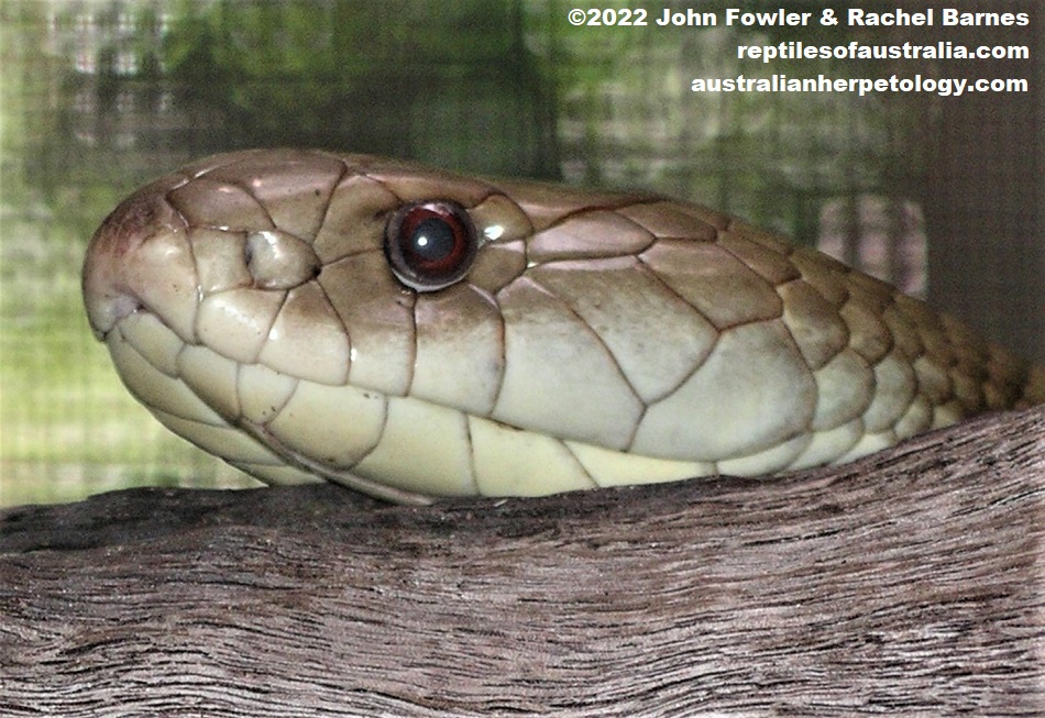 Mulga Snake (Pseudechis australis) 