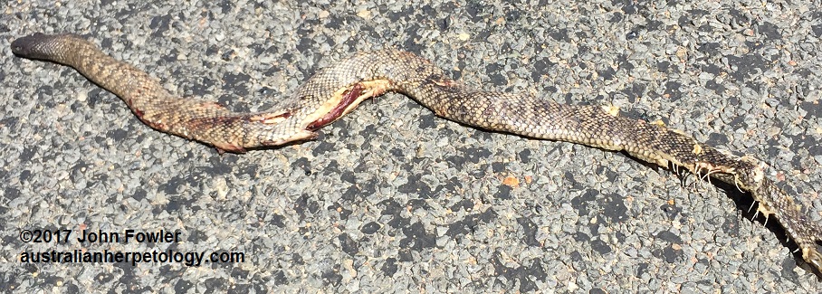 SPOTTED BLACK SNAKE - Pseudechis guttatus