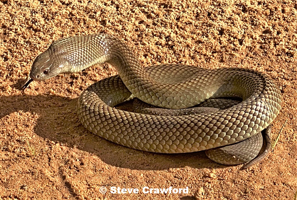 Mulga Snake (Pseudechis australis)