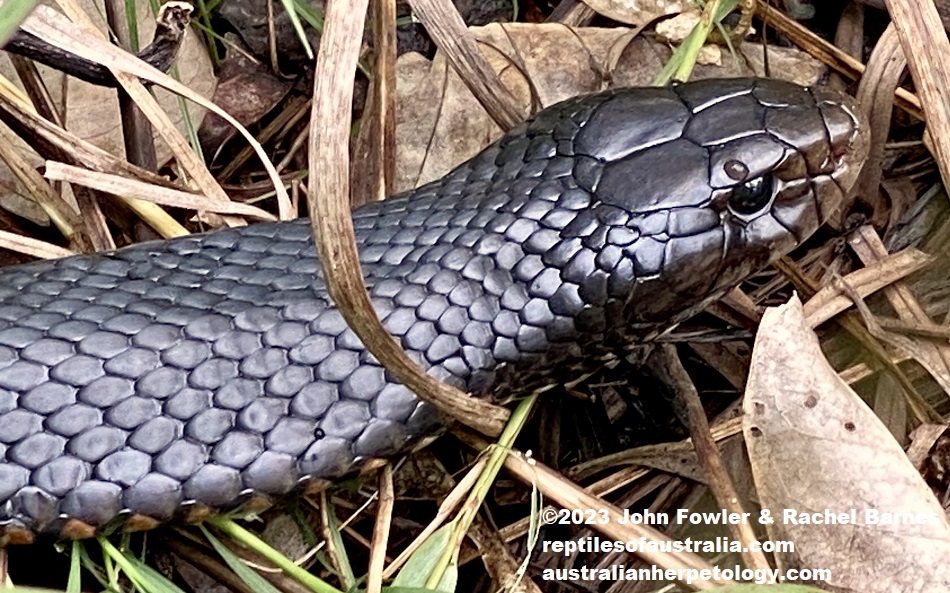 Red-bellied Black Snake (Pseudechis porphyriacus) photographed at Tyto Wetlands, Ingham, Qld