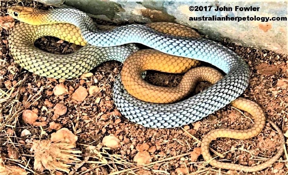 RETICULATED WHIP SNAKE