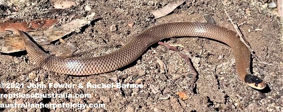 This Little Whip Snake (Suta flagellum) was photographed near Cherry Gardens, South Australia