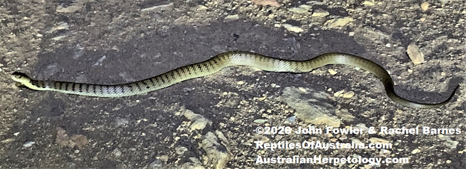Rough Scaled Snake (Tropidechis carinatus)