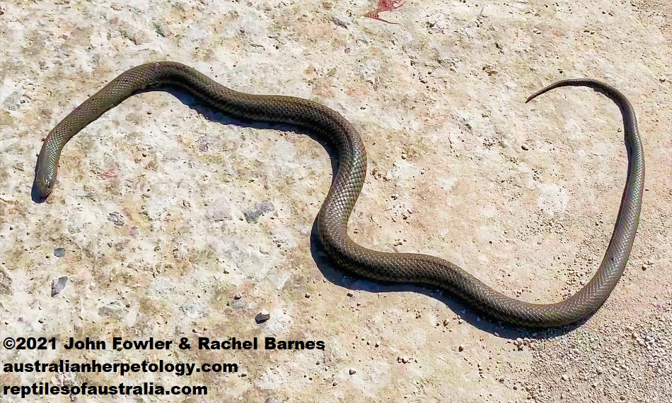 This Peninsula Brown Snake (Pseudonaja inframacula) was found dead on the road near Marion Bay, York Peninsula, South Australia