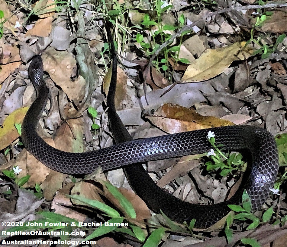 Adult Eastern Small Eyed Snake Cryptophis nigrescens photographed at Imbil, Qld