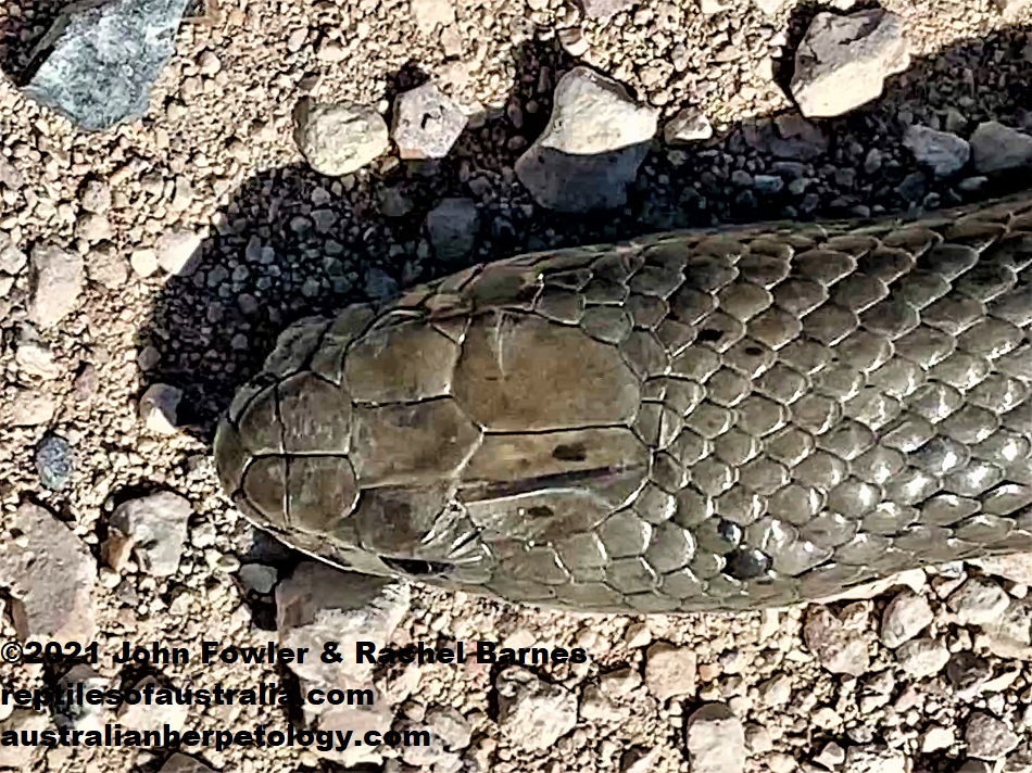 Peninsula Brown Snake (Pseudonaja inframacula) - Marion Bay, York Peninsula, South Australia HEAD