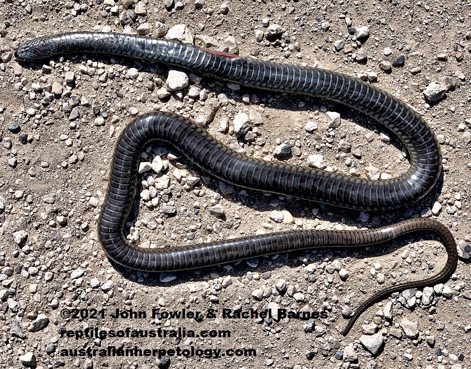 Peninsula Brown Snake (Pseudonaja inframacula) - Marion Bay, York Peninsula, South Australia