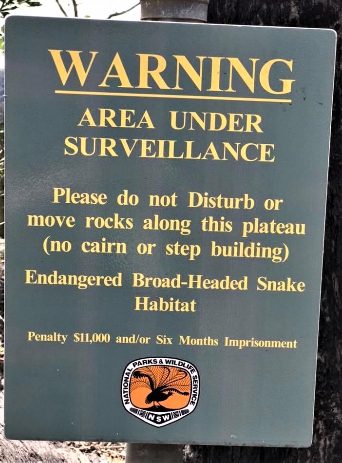 Broad-Headed Snake (Hoplocephalus bungaroides)  warning gn