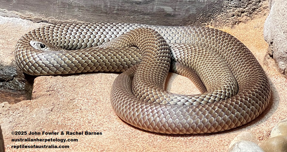 Eastern Brown Snake (Pseudonaja textilis) photographed at Crocosaurus Cove, Darwin