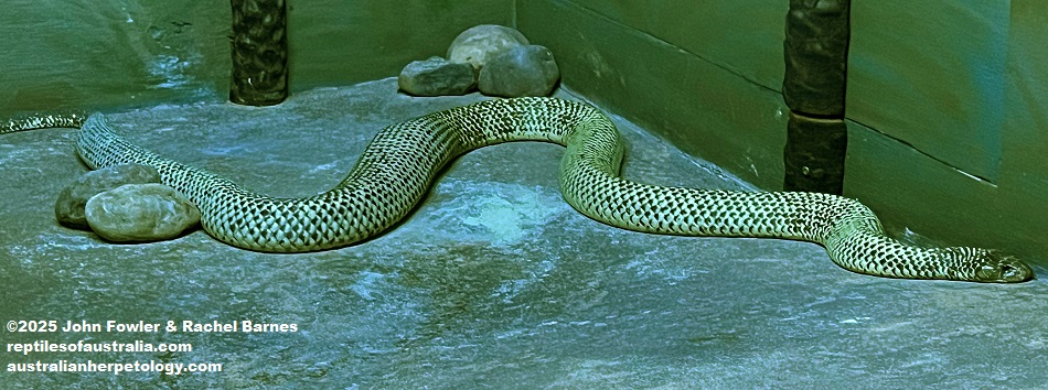 Mulga Snake (Pseudechis australis) photographed at Crocosaurus Cove, Darwin