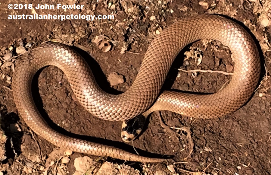 Little Whip Snake Parasuta flagellum