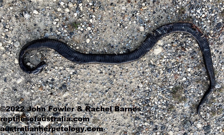 Peninsula Black Tiger Snake (Notechis scutatus niger) at Port Lincoln (Roadkill), showing belly colouration