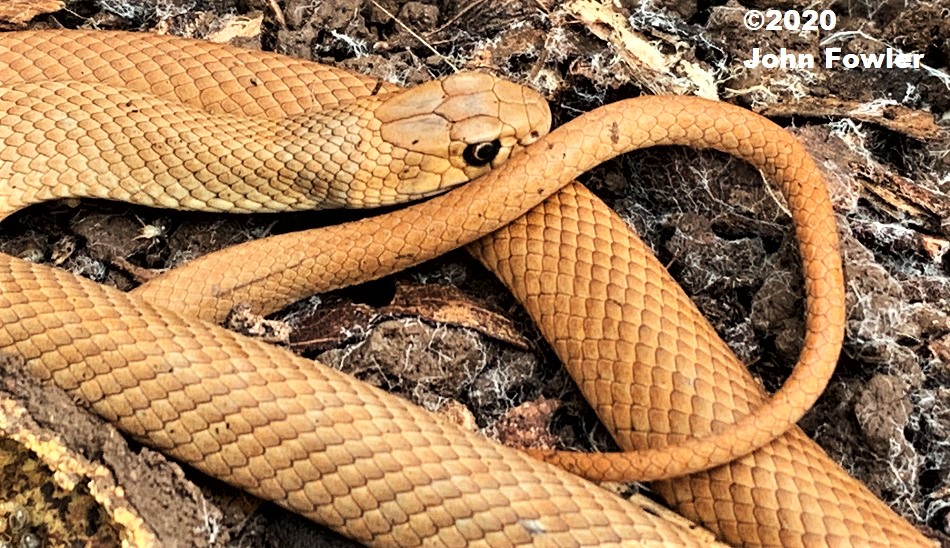 Young Eastern Brown Snake (Pseudonaja textilis) photographed at Onkaparinga, near Adelaide, South Australia