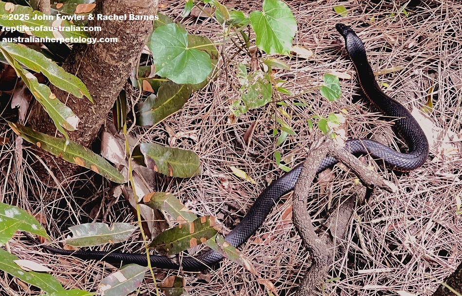 Redbellied Black Snake (Pseudechis porphyriacus) photographed at Maroochy Wetlands, Sunshine Coast, Qld