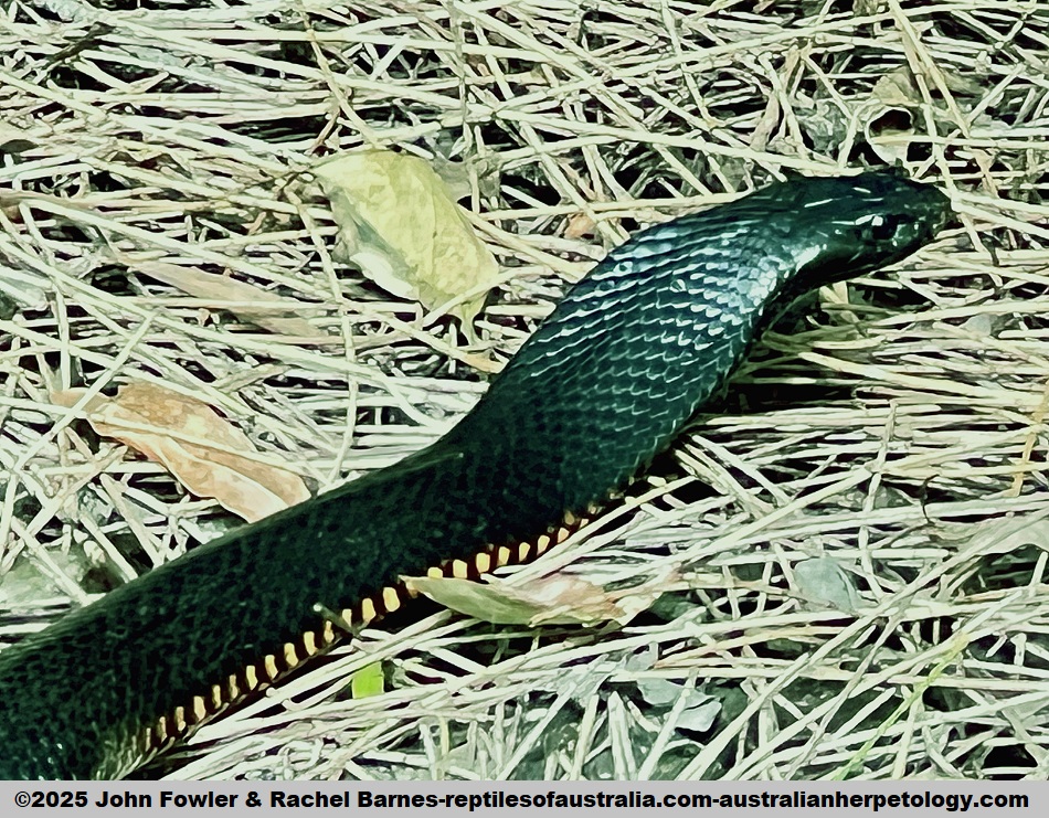 Redbellied Black Snake (Pseudechis porphyriacus) photographed at Maroochy Wetlands, Sunshine Coast, Qld
